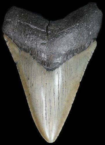 Fossil Megalodon Tooth - South Carolina #42240